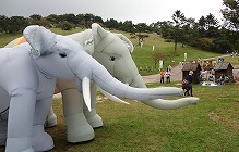 image daylily circus01.jpg