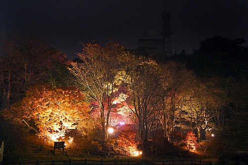 六甲高山植物園 紅葉ライトアップの様子