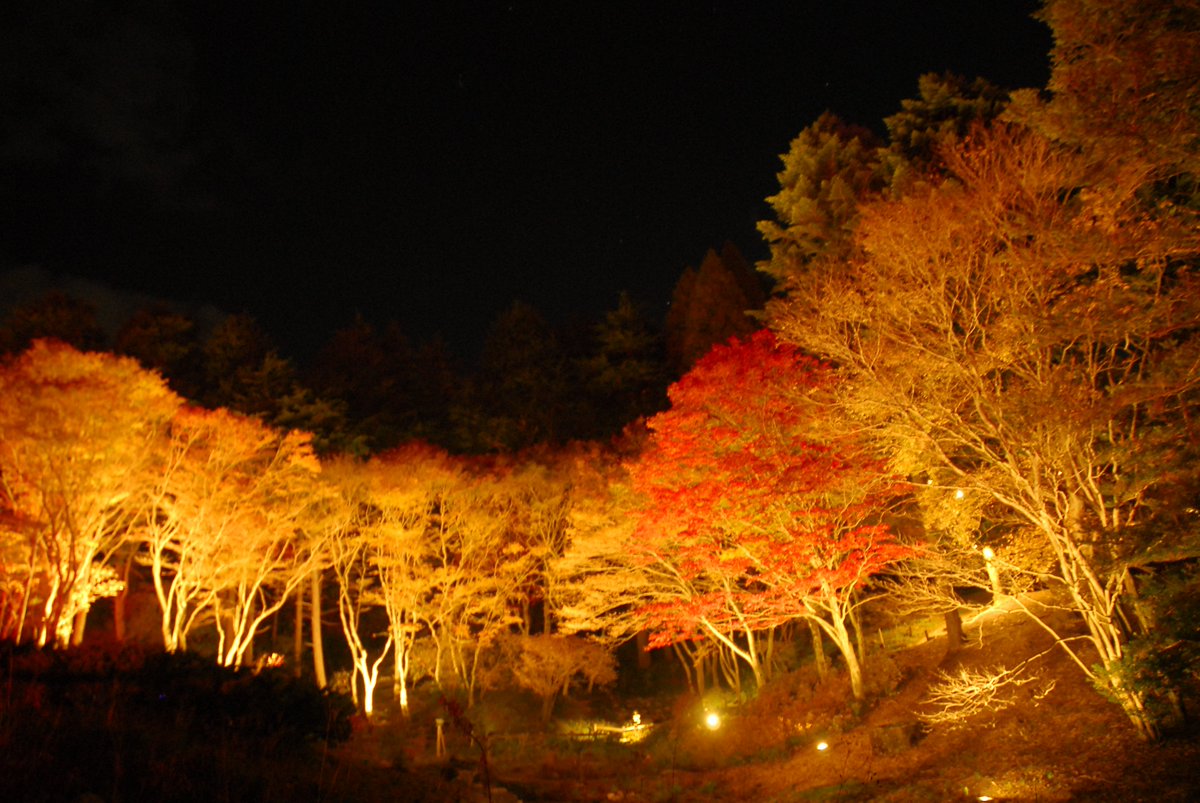 六甲高山植物園　紅葉ライトアップ