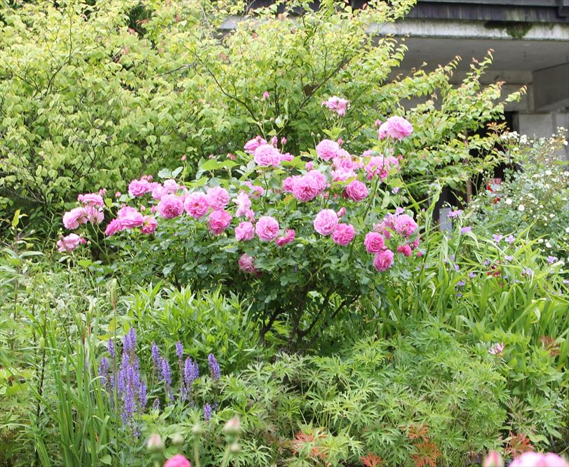 バラ各種(6月上旬~6月中旬)