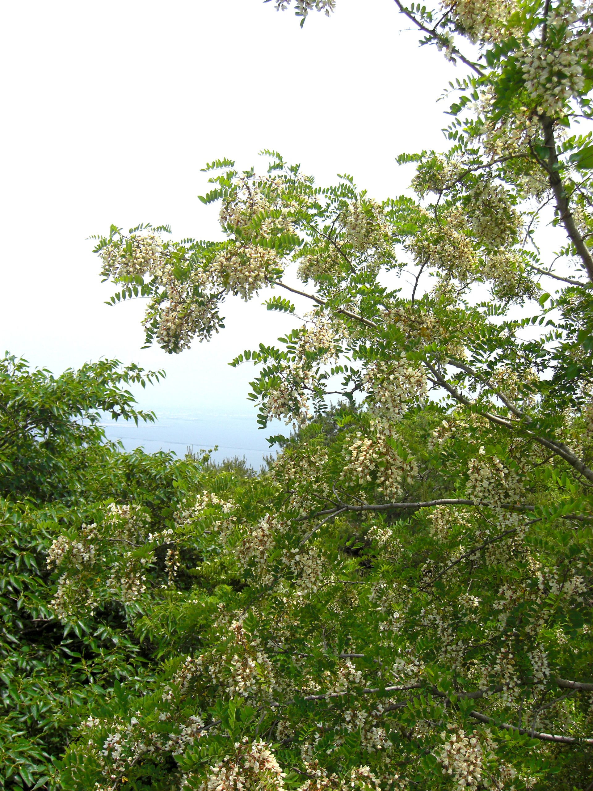 山の麓から山頂に渡る蜜源