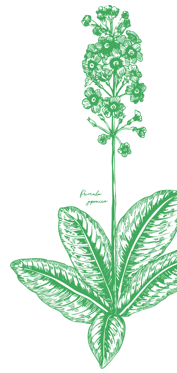 Illustration of plants