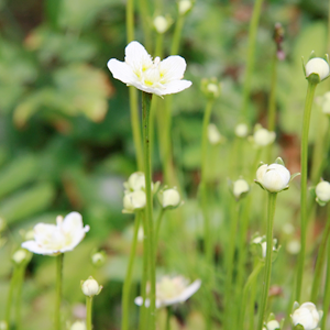 大黃蜂