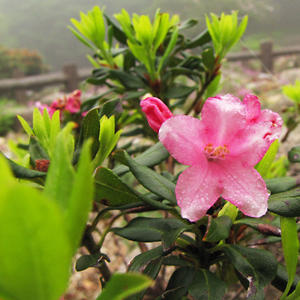 Hoa hồng Alpine (Đường Dendron Ferguineum)