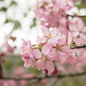 Cherry blossom