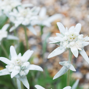 Edelweiss