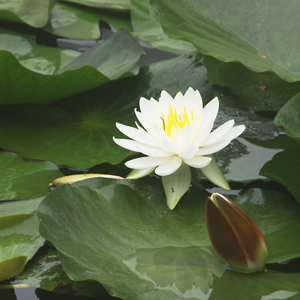 Water lily