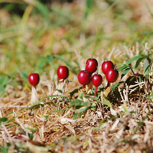 Crane Lindo (fruit)