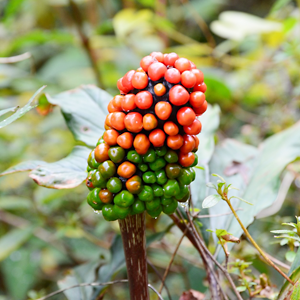 Mamushigusa (thật)