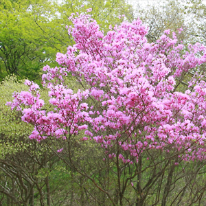 Kobanomi azalea