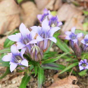 Gentian