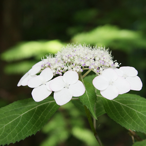 Kiyosumi Sawa Hydrangea