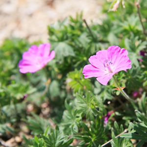 Geranium Sanguineum (Akebonofuro)