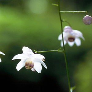 黃芪