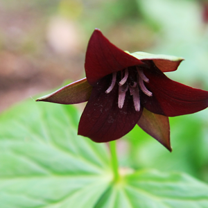 Trillium electum