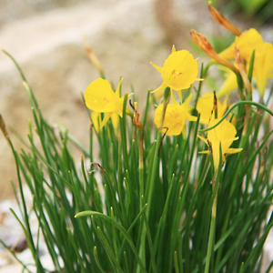 Narcissus Barbocodium (Fevkisuisen)