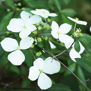 Hydrangea lutea