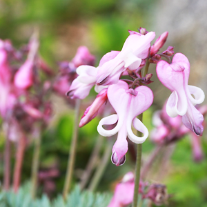 Dicentra