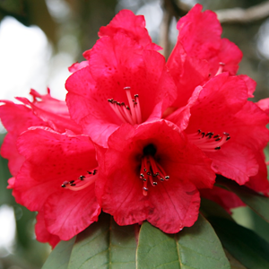 หิมาลัย rhododendron (rhoddendron arboreum)