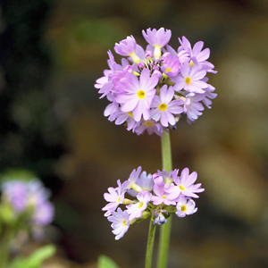 Primula Denticulata (Tamazaxa krasou)