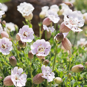 Silene uniflora