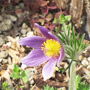 Pulsatilla Vulgaris (Opacal officinalis)