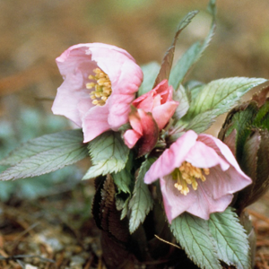 Hellebore tibetanus