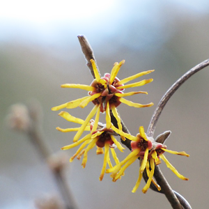 Witch hazel