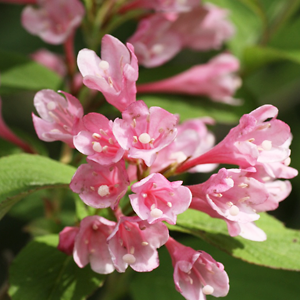 Weigela