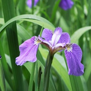 Myopia iris