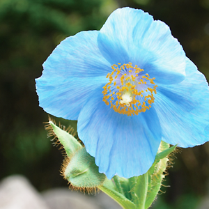 Himalayan blue poppy (Meconopsis bethnikifolia)
