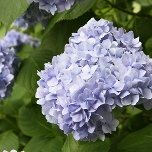 Hydrangea