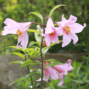 Lilium rubellum