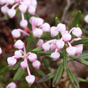 Andromeda polifolia