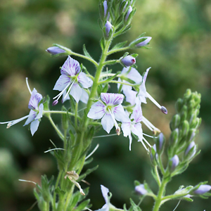 Miyamakuwagata