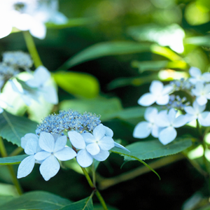 Hydrangea