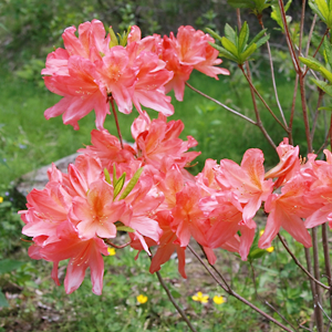 Astragalus