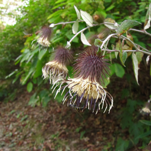 菊山山口