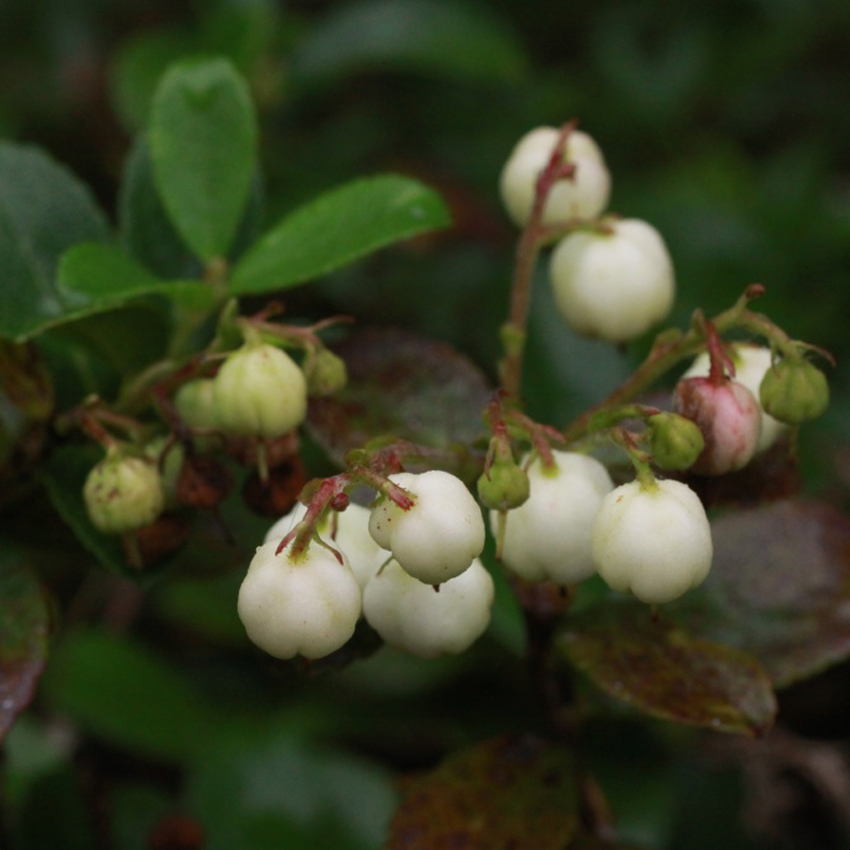 Shiratama (fruit)