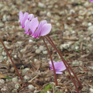 Cyclamen Hedelifolium