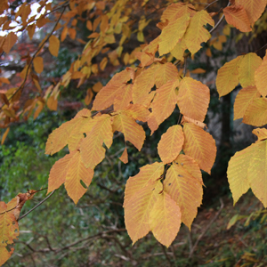 Dog beech (yellow leaf)