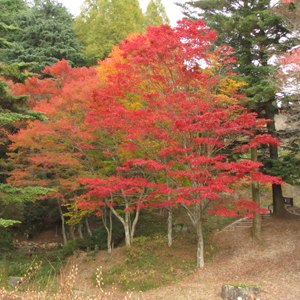 Acer amoenum (autumn leaves)