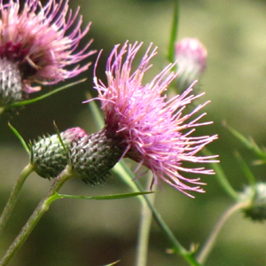 Yoshino Thistle