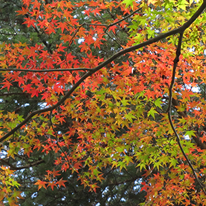 Japanese maple (autumn leaves)