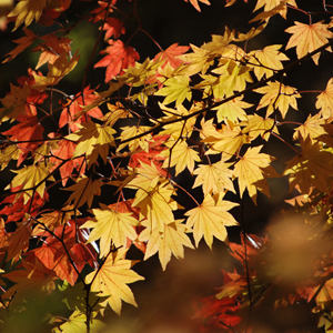 コハウチワカエデ（紅葉）