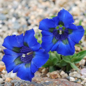 Gentian Accorlis (Chabolindow)