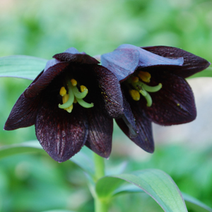 Black lily