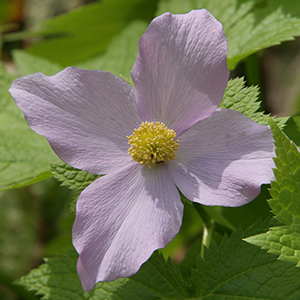 Sycamore mallow