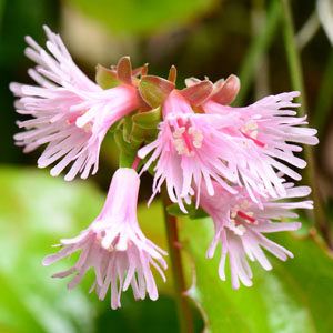 Fringed galax