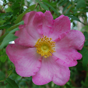 Salamander rose